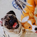 可以撸羊驼🦙的和超多萌宠🐶🐰🐱的可爱小店！