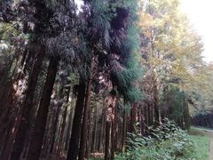 -山王坪喀斯特国家生态公园