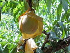 -老袁家蜜桃农场·阳山水蜜桃