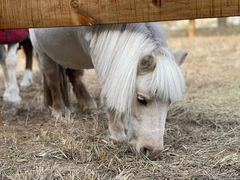 -北京群众马术培训基地