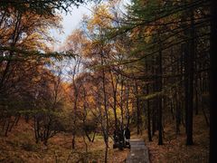 -苏木山森林公园