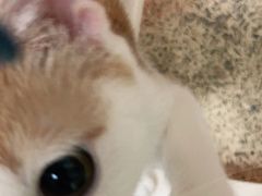 -安安宠医·安宠宠物医院