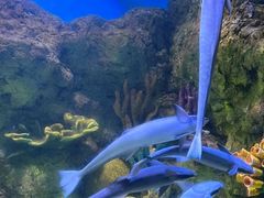 -合肥海洋世界