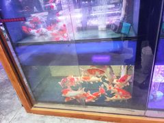 -大自然花鸟鱼虫市场
