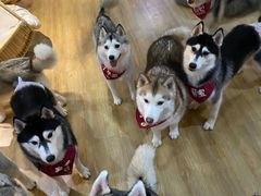 -Husky Go! 哈士奇体验馆·宠物咖啡厅狗咖