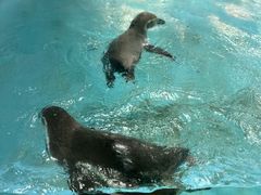 -帝企鹅自助餐厅•儿童岛•真企鹅(长隆企鹅酒店)