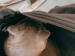 -安安宠医·安宠宠物医院