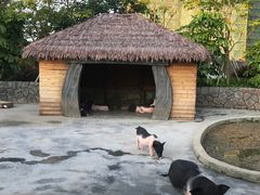 -美的鹭湖森林度假区