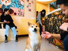-喜柴咖啡·柴犬狗咖