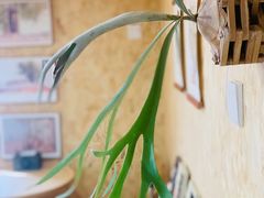 -Rabbit Cafe私房西餐甜点咖啡(栖霞路店)