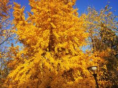 -元大都城垣遗址公园