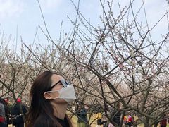 -香雪海