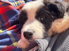 -贝康宠物医院·犬猫全科·小动物特色诊疗中心(东环路店)