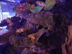 -上和臻品中国菜(花园街店)