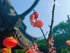 -上海醉白池公园