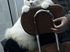 -芭比堂动物医院·犬猫全科·异宠专科(雁塔分院)