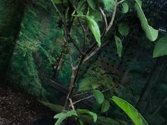 -上海大自然野生昆虫馆(东方明珠·爬宠昆虫探索中心)
