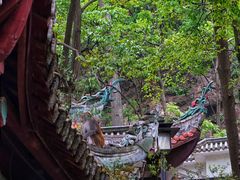 -黔灵山公园