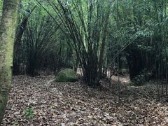 -广州市石门国家森林公园