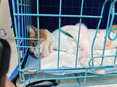 -小伙伴宠物医院•急重症转诊中心·老年专科·犬猫全科(北大街总院)