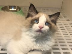 -lincat·猫舍(广州店)