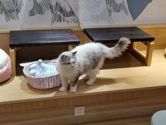 -滚猫咖啡·猫咖·猫友好撸猫(未来城店)