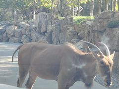 -北京野生动物园