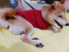 -逗柴咖啡屋·狗咖猫咖宠物桌游