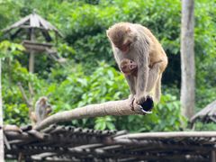 -西双版纳原始森林公园