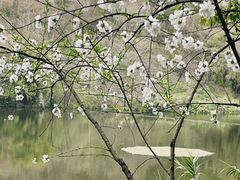 -重庆彩云湖湿地公园