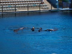 -北戴河圣蓝海洋公园