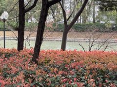 -嘉定紫藤园