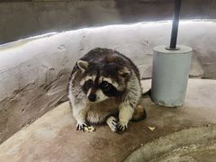 -浣熊柯尔鸭土拨鼠·电玩咖