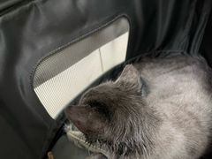 -中农国际动物医院24小时·猫科·骨科·急重症中心