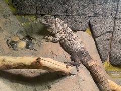-上海大自然野生昆虫馆