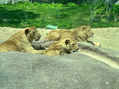 -北京野生动物园