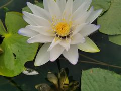 -华南国家植物园-售票处