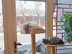 -猫小院猫主题餐厅(南锣旗舰店)
