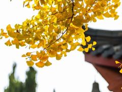 -高淳老街