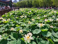 -莲花池公园