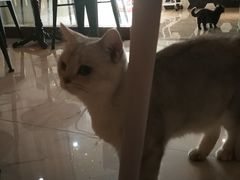 -猫爷宠物生活馆·撸猫馆