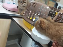 -谐和益家动物医院·免疫绝育·血液透析·宠保定点医院(高新伊藤分院)