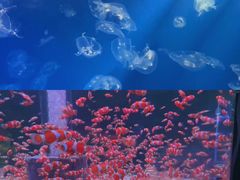 -海合安成都极地海洋公园