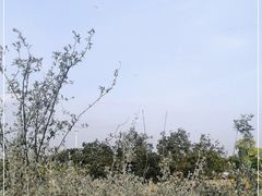 -西京湾花海
