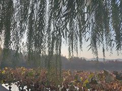 -西湖外事游船(花港观鱼码头)