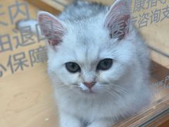 -帕帕拉兹宠物(亚洲旗舰店)