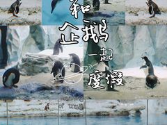 -帝企鹅自助餐厅•儿童岛•真企鹅(长隆企鹅酒店)