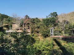 -西双版纳原始森林公园