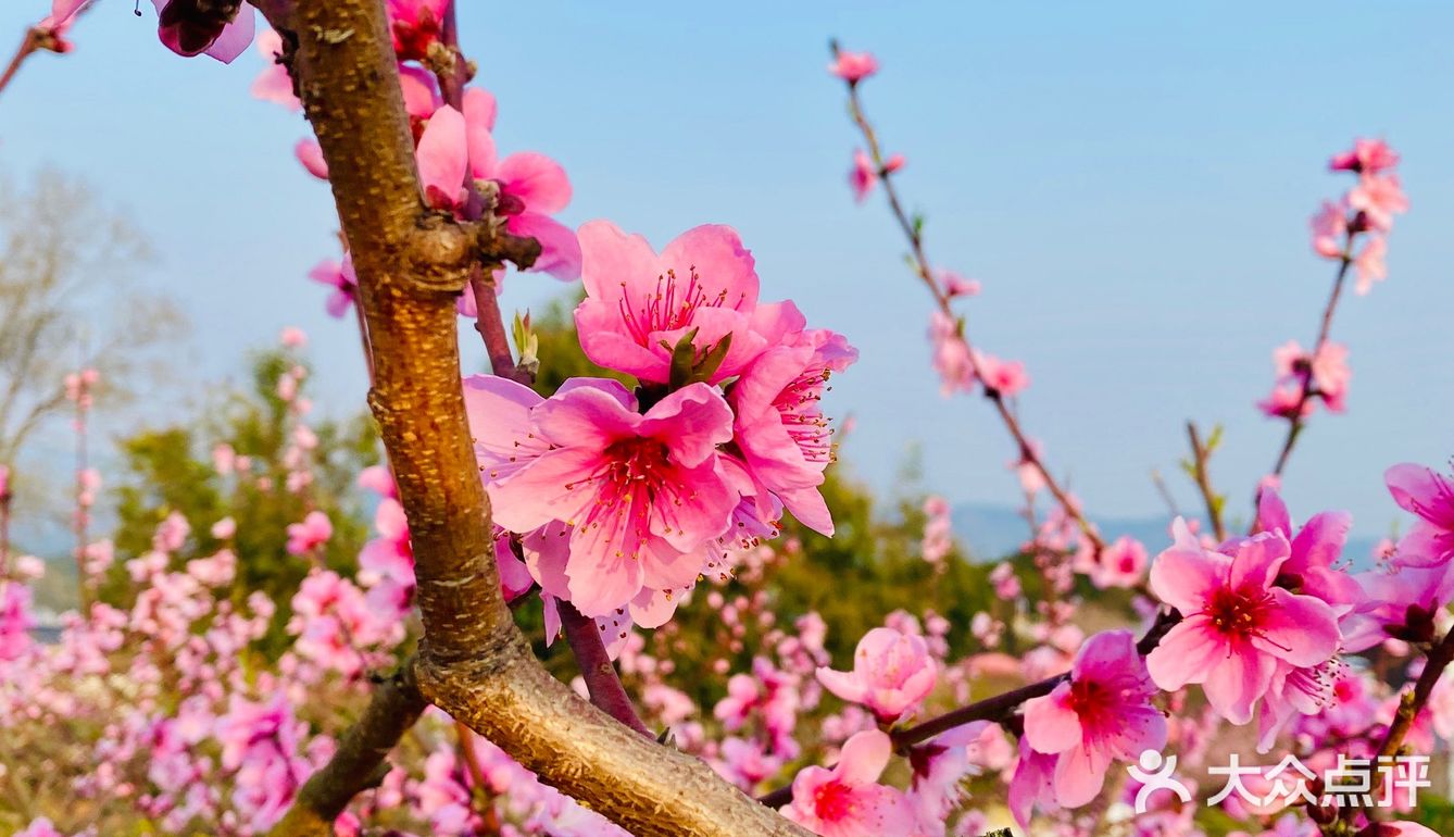 龍泉山山上看桃花,3月5日至3月14日是桃花花蕾含苞