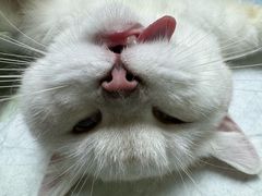 -乐琪宠物医院·犬猫专科·骨外科·急重症